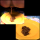 You can try to cover your eyes and hold your nose as Dave returns to his "Brown Bomber" days with a 14-minute video featuring some large and diverse ladies pooping onto plates! Two pooping scenes. 154MB, MP4 file.